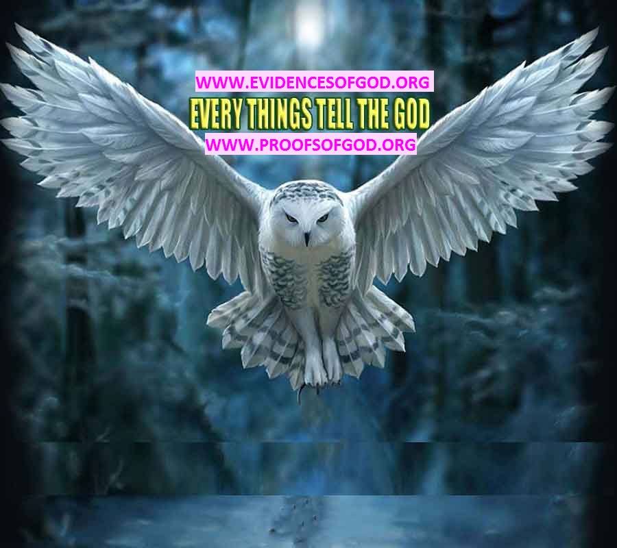 what are proofs of god?, proofs of god, proof of god, proofs-god, god-proof, god-proofs, god evidences, evidences of god, evidences god, god exists proofs, god is real proofs
